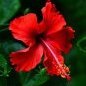 Hibiskus