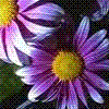 amaranta
