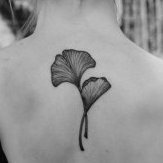Ginko biloba