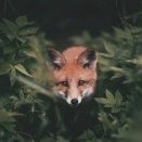 Little Red Fox