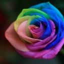 Igarose