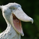 shoebill