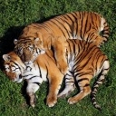 Przytulacz Tygrysów