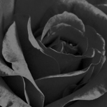 Czarna Róża