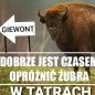 Budżetowy miś