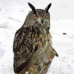 Generał Puchaczewski