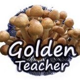 Golden Teacher