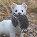 zwariowany gronostaj