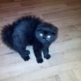 admin nerwica.com