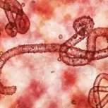 heil ebola