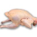 hodowca pulard