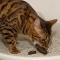 fekalny bengal