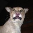 dostojna syberyjska puma