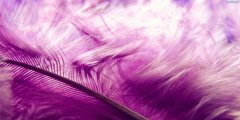 violet_hair_