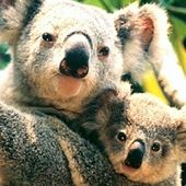 mama_koala
